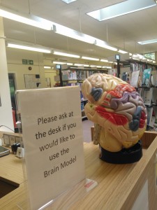 Brain Model for use by Staff and Students at the Western General Hospital Library
