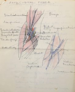 A coloured drawing by Margaret Morris, showing muscles of the arm, drawn as part of her physiotherapy training.
