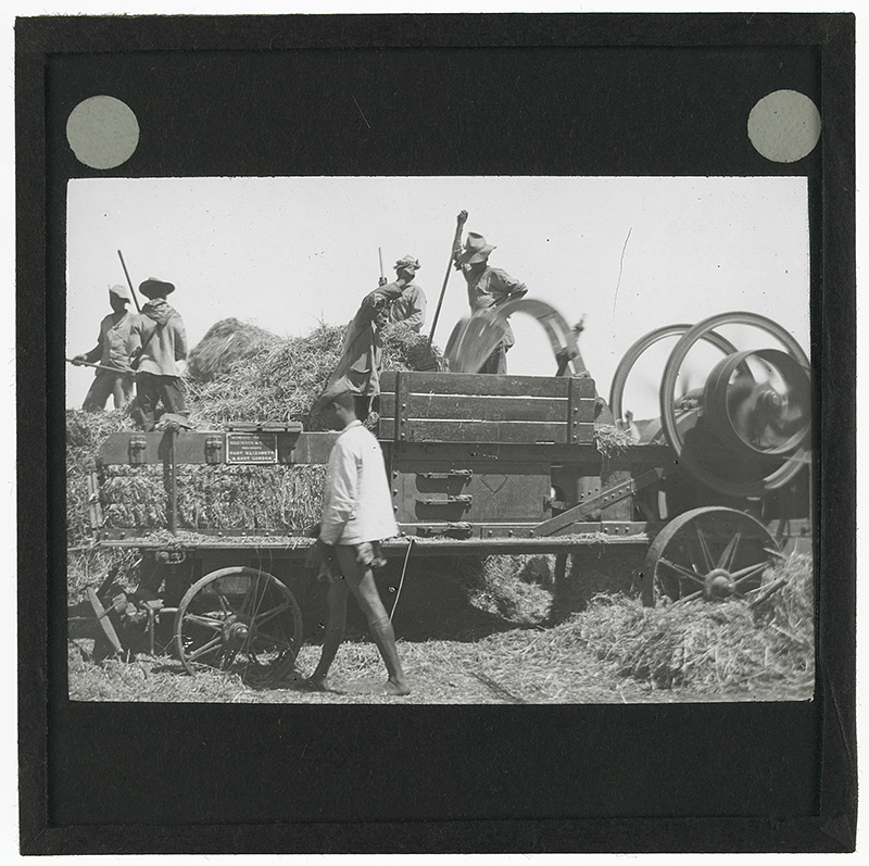 Photograph of men using a machine to press hay in [South Africa] in the early 20th century.