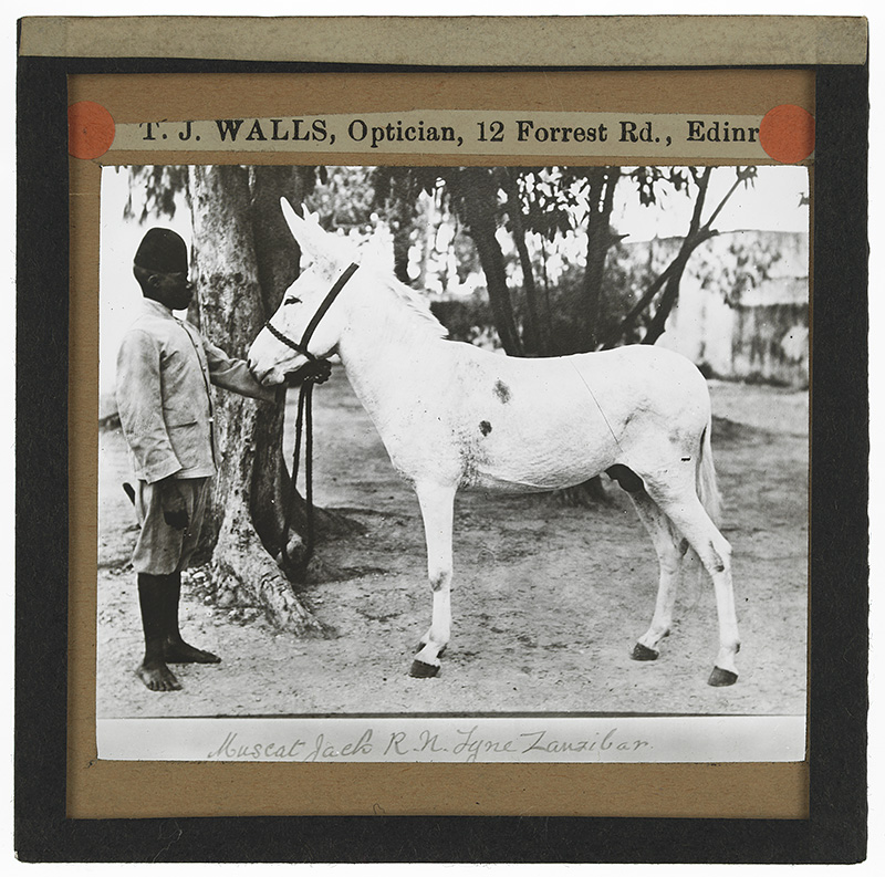 Muscat Jack, Zanzibar'. Photograph of a Muscat Jack [male donkey] standing with a boy next to some trees in Zanzibar, [Tanzania] in the early 20th century. 
