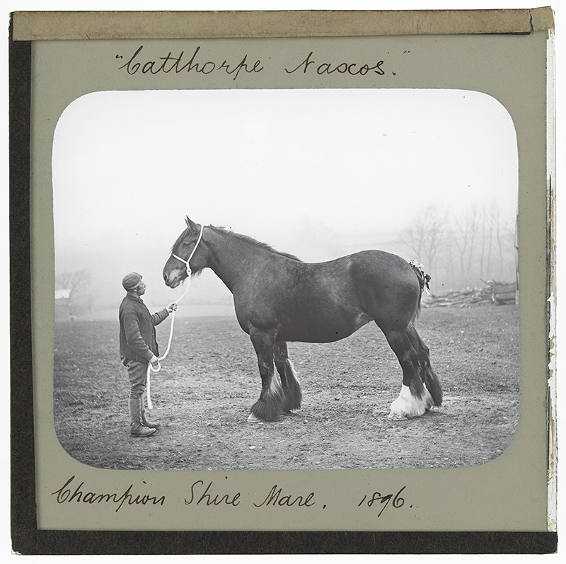 Champion Shire Mare, "Catthorpe Aascos"'. Photograph of the champion Shire mare, "Catthorpe Aascos" standing in a field with a man holding her lead in the early 20th century. 