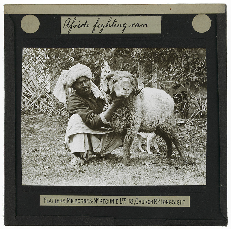'Afridi Fighting Ram'. Photograph of an Afridi fighting ram standing in a yard with a man holding its face still in the early 20th century. 