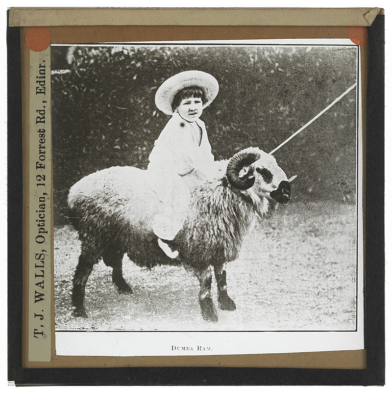 'Dumba Ram'. Photograph of a small child riding on the back of a Dumba ram in a yard in the early 20th century. 
