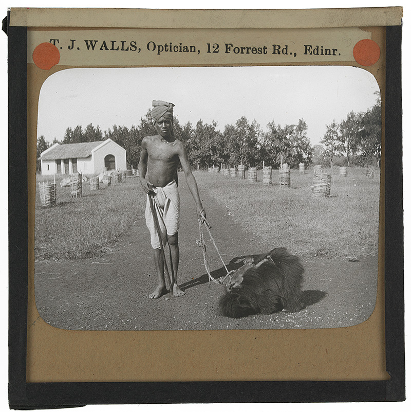 'Bear with Monkey'. Photograph of an Indian man standing on a path at a farm with a bear sitting next to him on a rope lead with a small monkey on its back in the early 20th century. 
