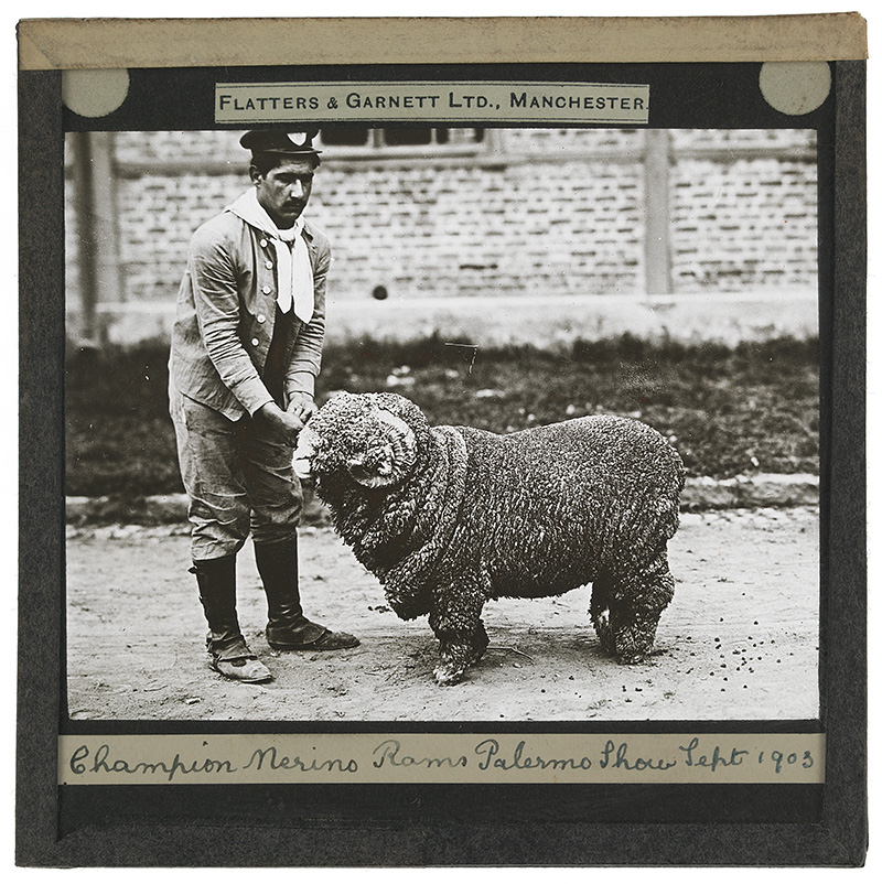 'Champion Merino Ram, Palermo Show, [Buenos Aires, Argentina]'. Photograph of a champion Merino ram standing in a paddock with a man at the Palermo Show in [Buenos Aires, Argentina], September 1903. 