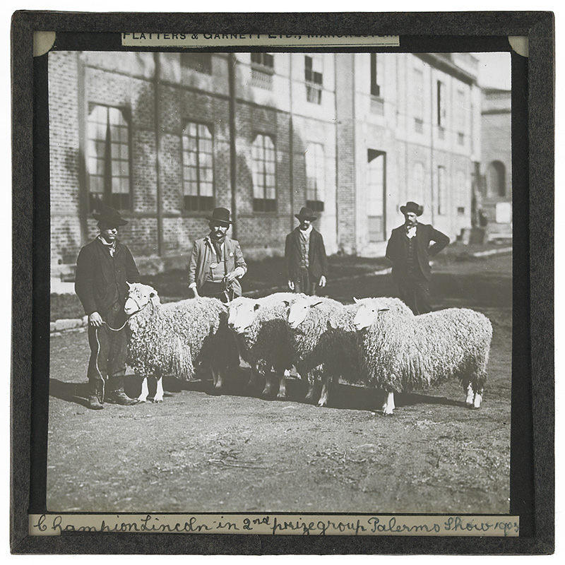 'Champion Lincoln in 2nd Prize Group, Palermo Show, [Buenos Aires, Argentina]'. Photograph of a champion Lincoln sheep in the 2nd prize group with three other sheep standing with four men in front of a building at the Palermo Show in Buenos Aires, Argentina in 1903. 