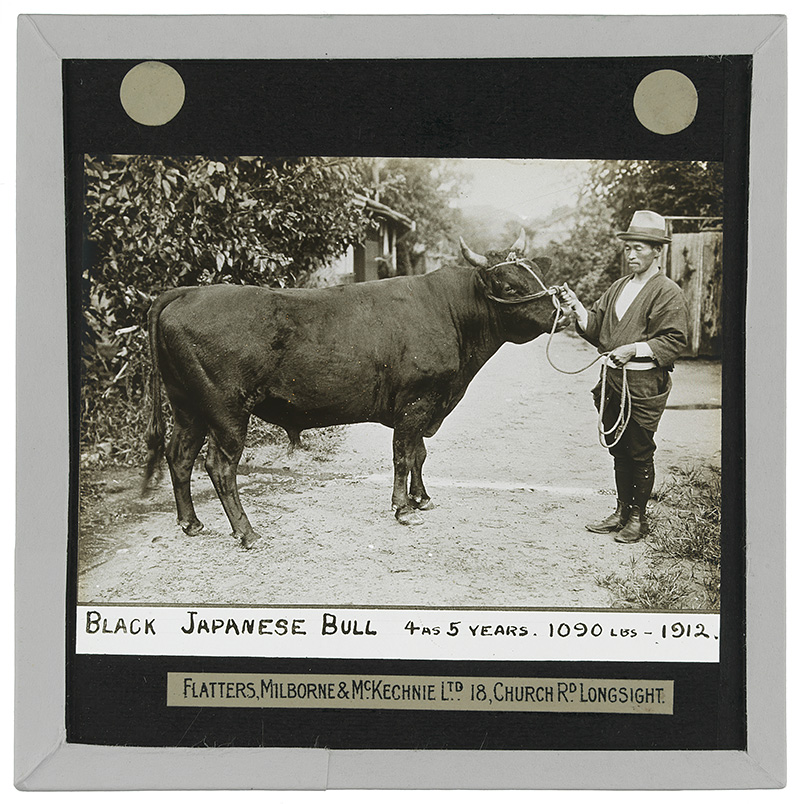 Black Japanese Bull, 4 as 5 Years, 1090 lbs'. Photograph of a Black Japanese bull, 4 as 5 years old and weighing 1090 lbs standing in a lane with a man holding its rope lead in the early 20th century. 