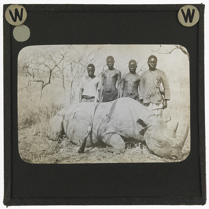 Rhinocerous'. Photograph of four African men standing behind a dead rhinocerous that has a rifle leaning on it in Africa in the early 20th century. 