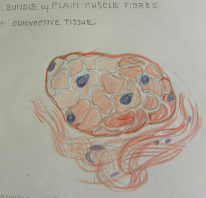 Sketch by Jacobus L. Potter showing a bundle of plain muscle fibres and connective tissue.