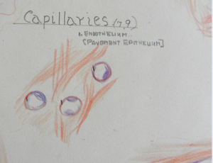 Part of a sketch of capillaries by Jacobus L. Potter.