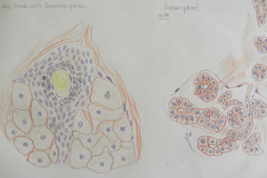 Sketches of hair follicle with sebaceous gland, and sweat gland.