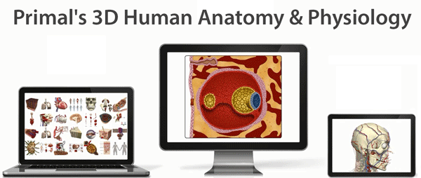 Primal's-3D-Human-Anatomy--Physiology