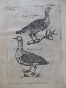 Sibbald, Robert. Scotia illustrata, sive, Prodromus historiae naturalis ... Edinburgh : 1684.