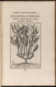 Breyne, Jakob. Jacobi Breynii Gedanensis Exoticarum aliarumque minus cognitarium plantarum centuria prima … Danzig: David Rhetius, 1678. DPL 59