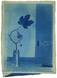 A cyanotype of unidentified plant within botany collections of the Papers of Sir Patrick Geddes held at the University of Strathclyde Archives and Special Collections (Ref: T-GED/18/6/5b)