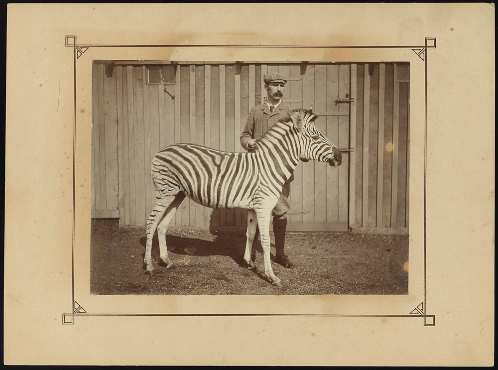 J.C Ewart with Burchell's zebra c.1900