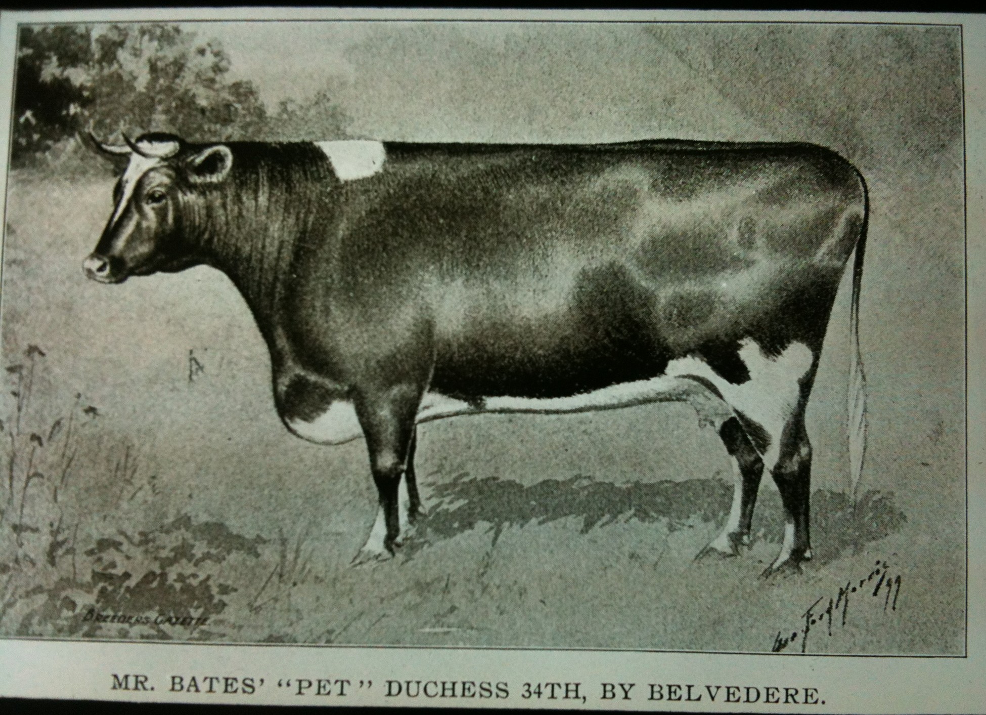 Mr Bates' Pet, Duchess 34th cow