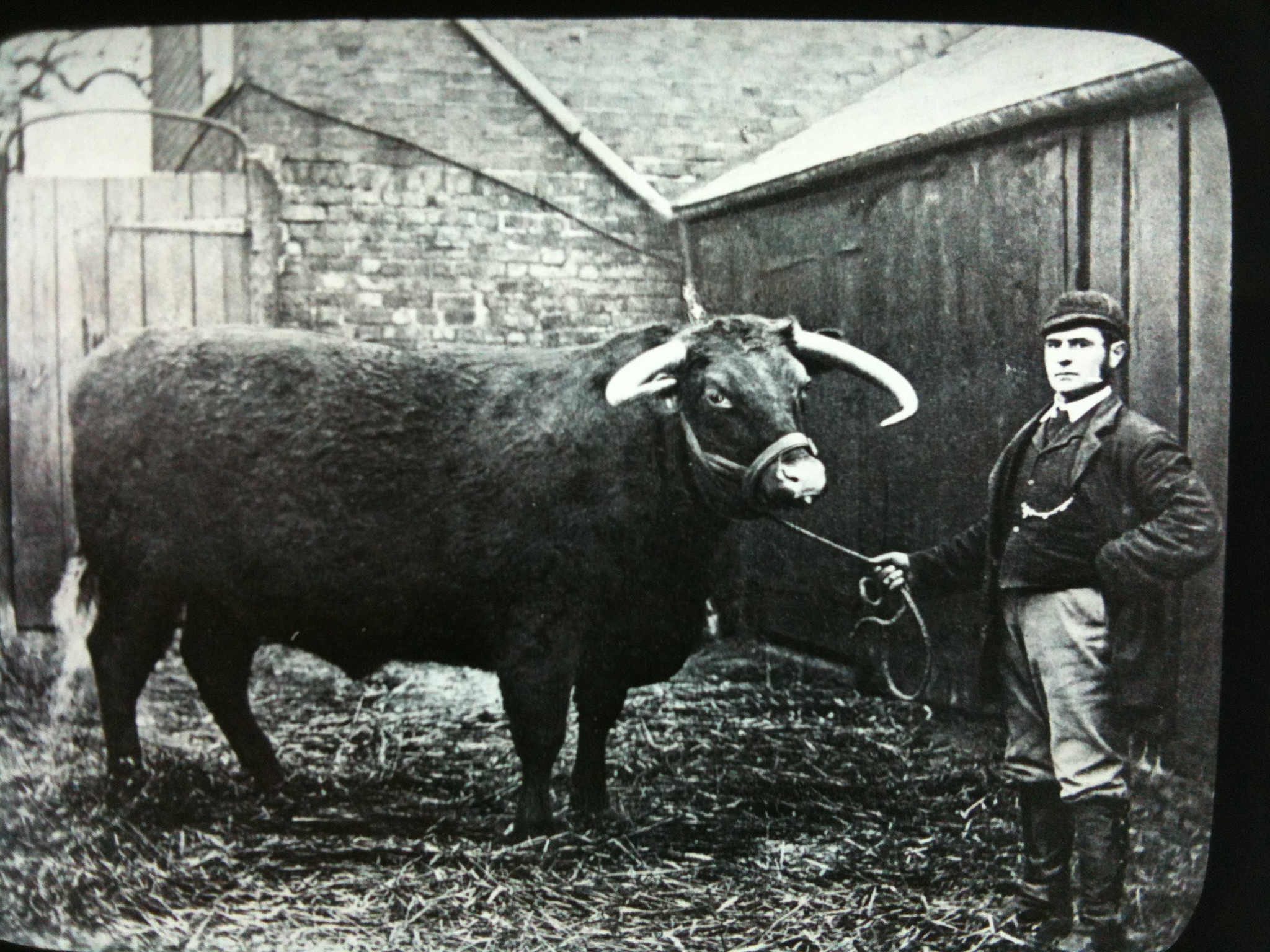 Man with Bull