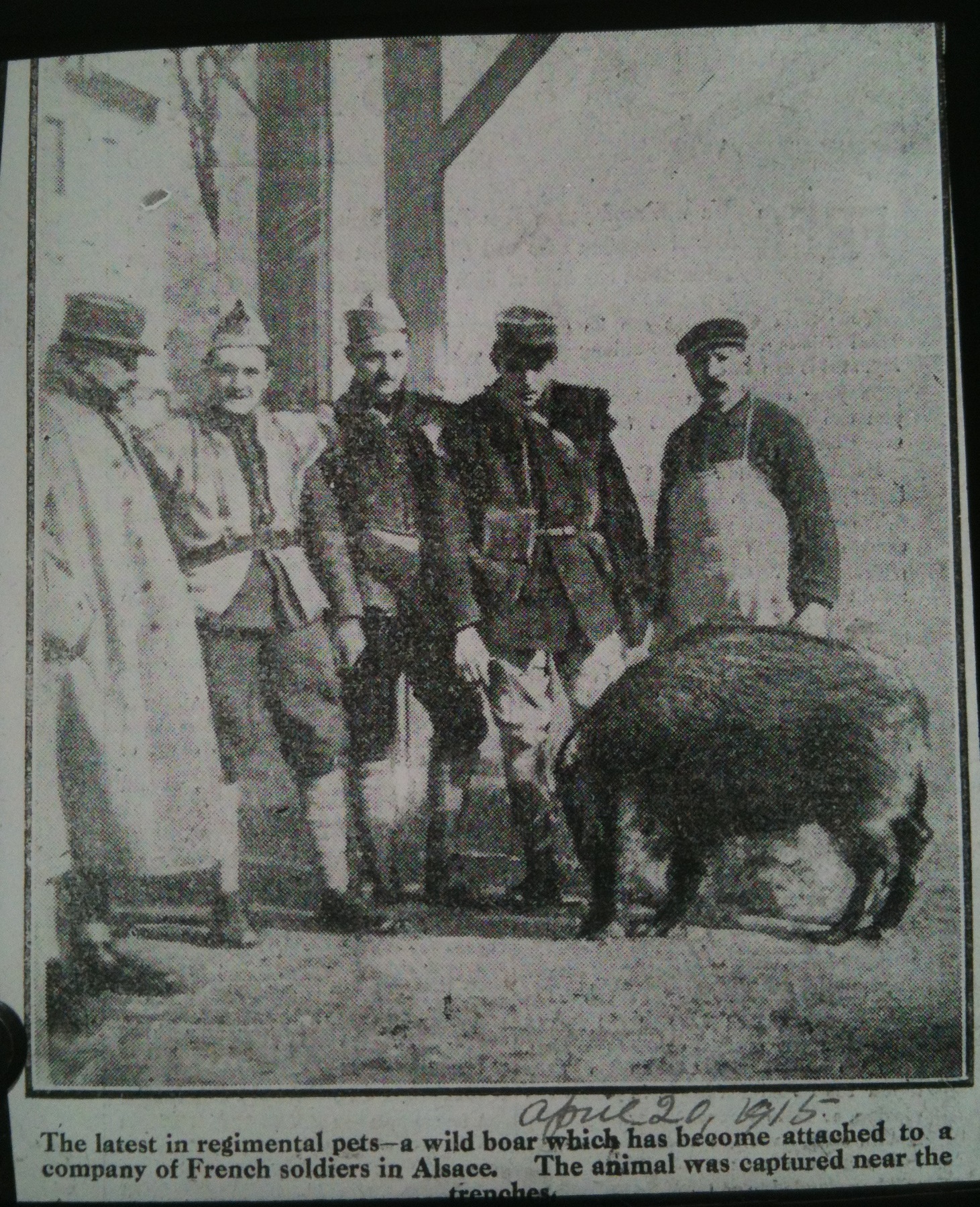 Boar Captured by French in WWI