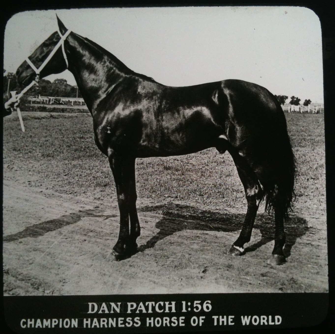 Dan Patch Horse