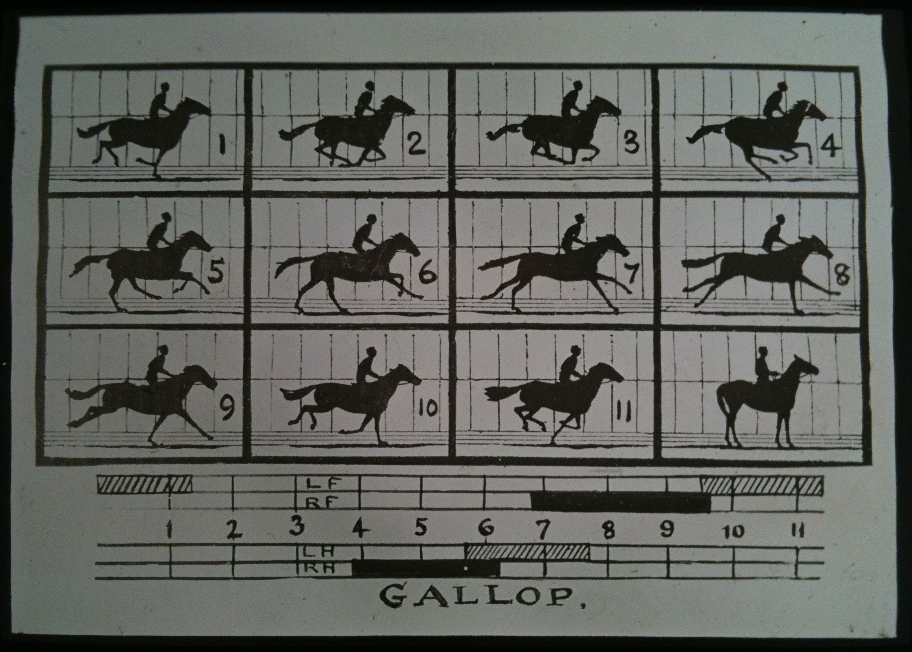 Gallop Motion Study