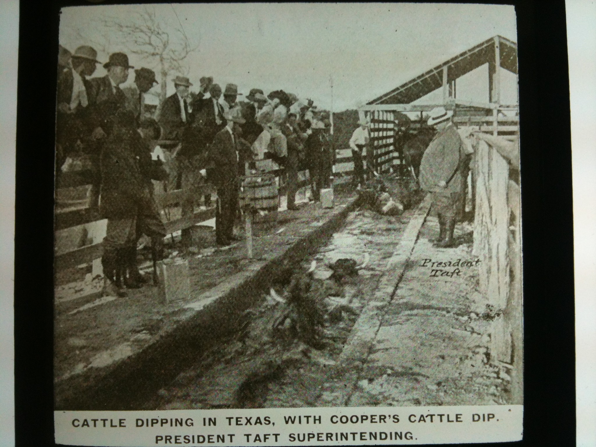 Cattle Dipping Texas with President Taft