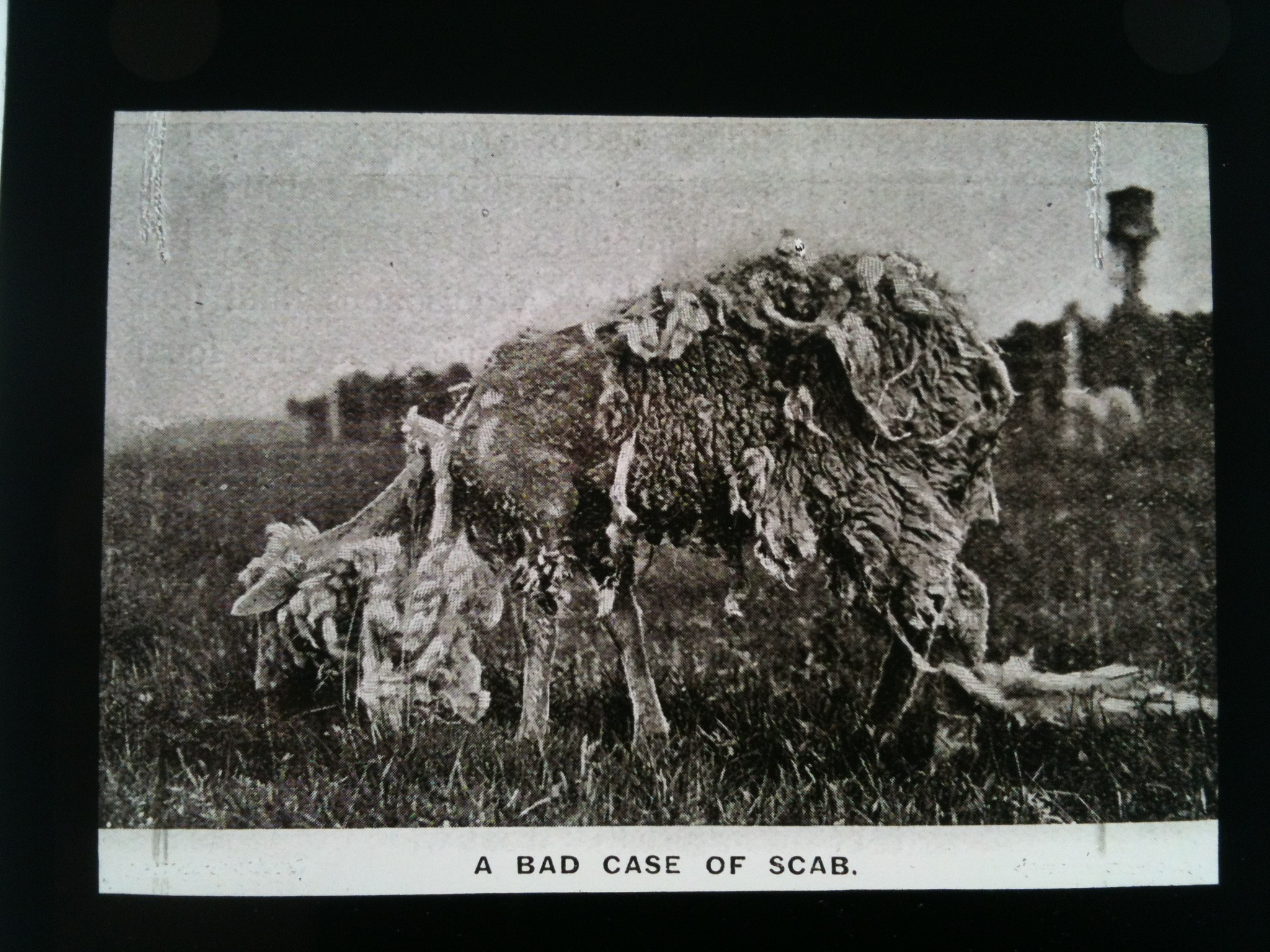 Sheep with Scab