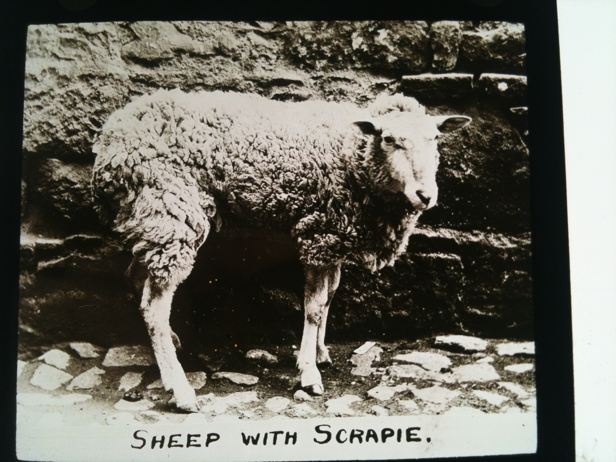 Sheep with Scrapie