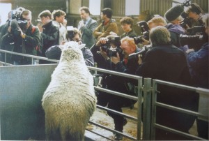 Dolly the sheep and press photographers, 1997 ©Murdo Macleod