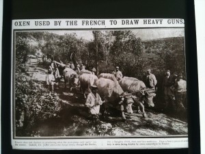War Oxen Guns