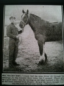 Will You Buy Him WWI Horse