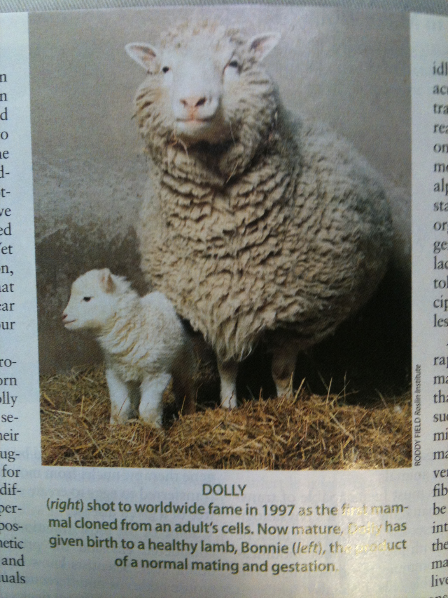 Creating a cloned sheep named dolly