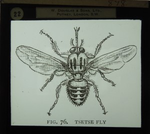 Glass slide, which probably once belonged to James Cossar Ewart, showing the tsetse fly (Coll-1434/3139)
