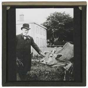 Jersey Collings Cow