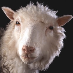 Dolly the sheep, copyright National Museums Scotland