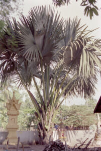 A palm leaf tree growing out of the ground in Laos