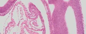detail of histological slide showing stained cells