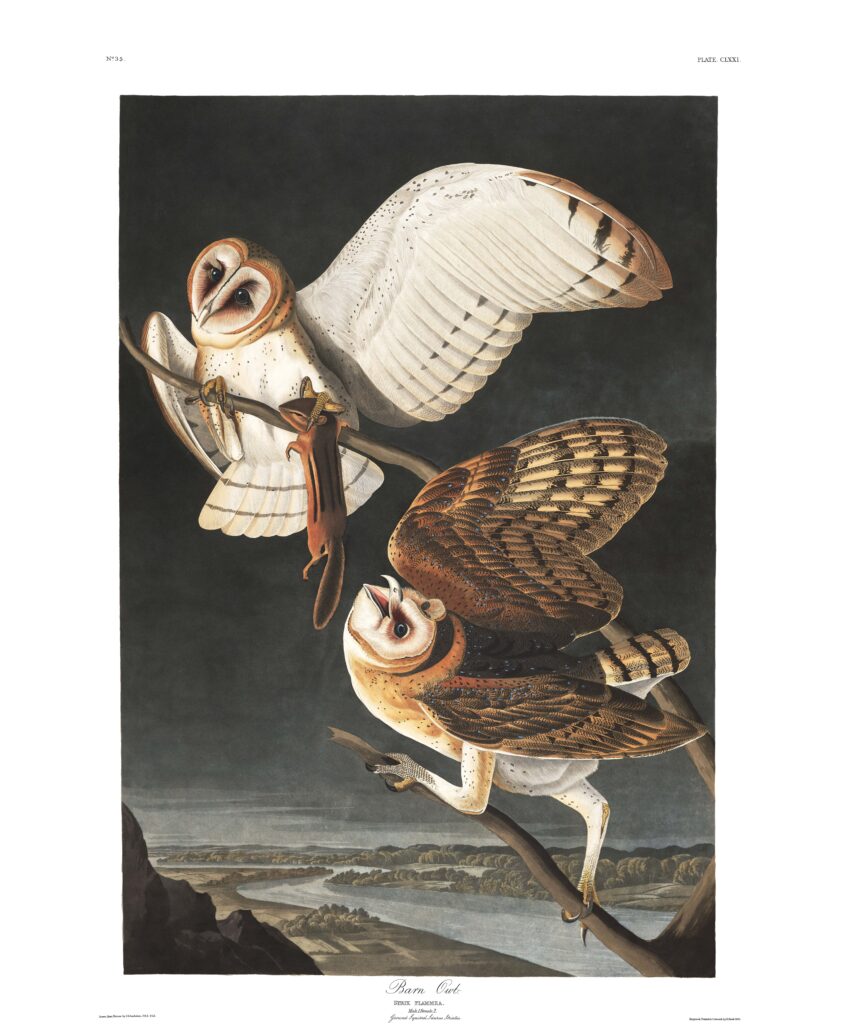 Barn owl illustration from Audubon's Birds of America.