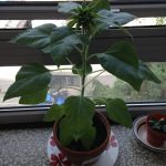 Photo of a sunflower on a window ledge