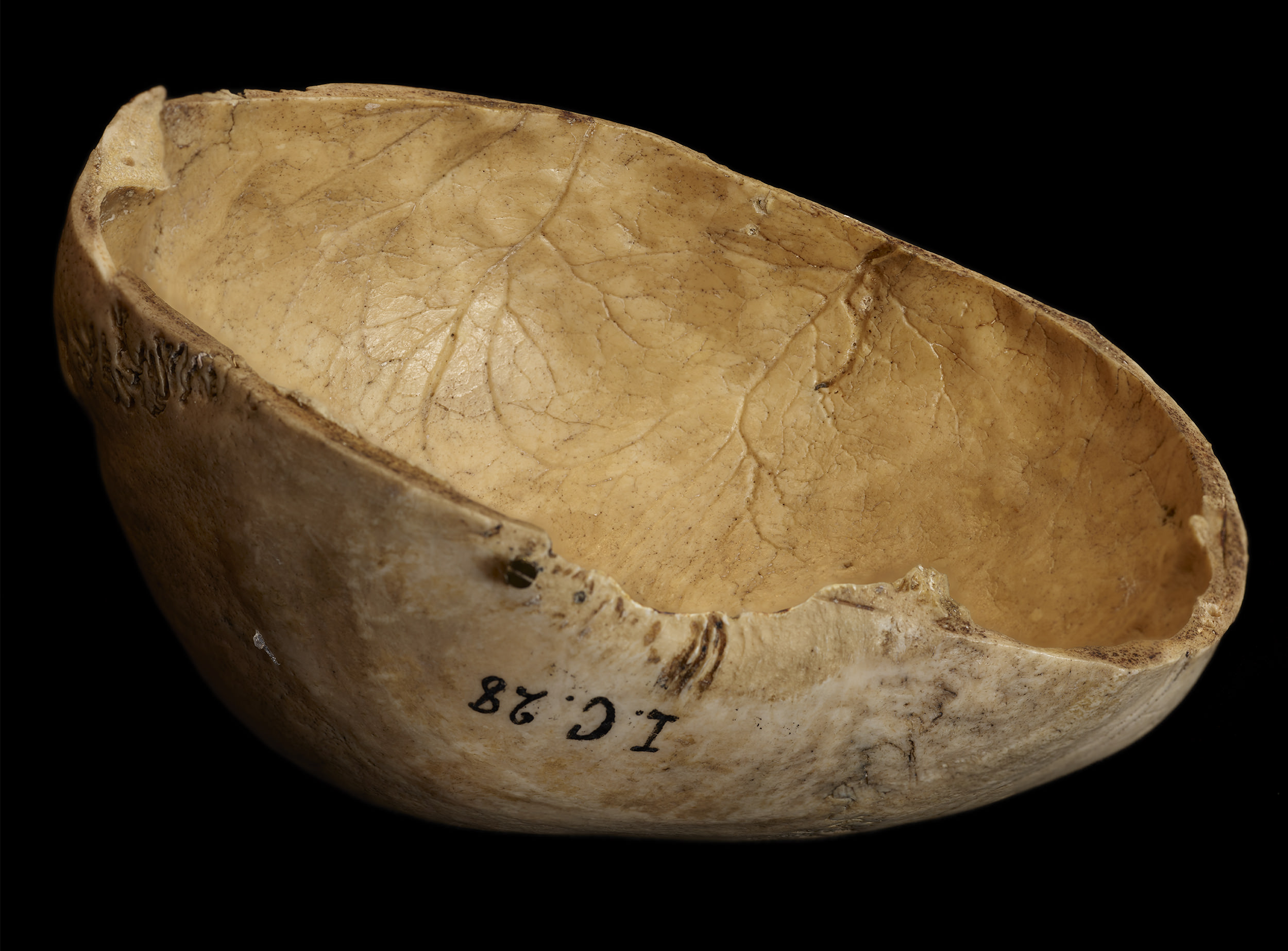 Colour photograph of the top portion of a skull, cleanly cut, positioned upside down and tilted to the side, resembling a bowl.