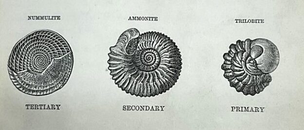 Three fossils representing the Tertiary, Secondary and Primary eras: a Nummulite, an Ammonite and an enrolled Trilobite.