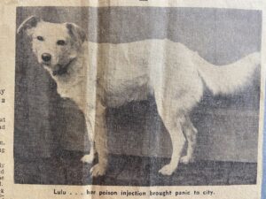 Newspaper photograph of Lulu the dog. The caption reads "Lulu...her poison injection brought panic to the city. From the Scottish Daily Express, January 3 1961