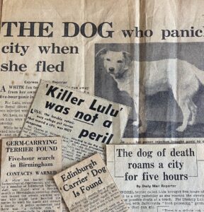 An arrangement of five newspaper cuttings relating to Lulu the dog