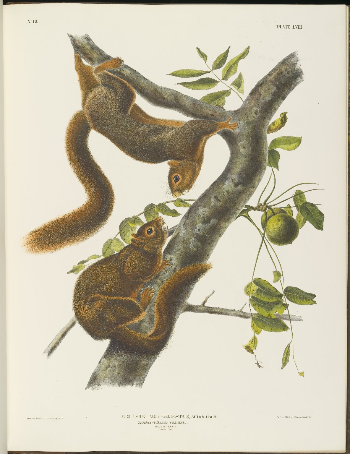 6. Viviparous Quadrupeds