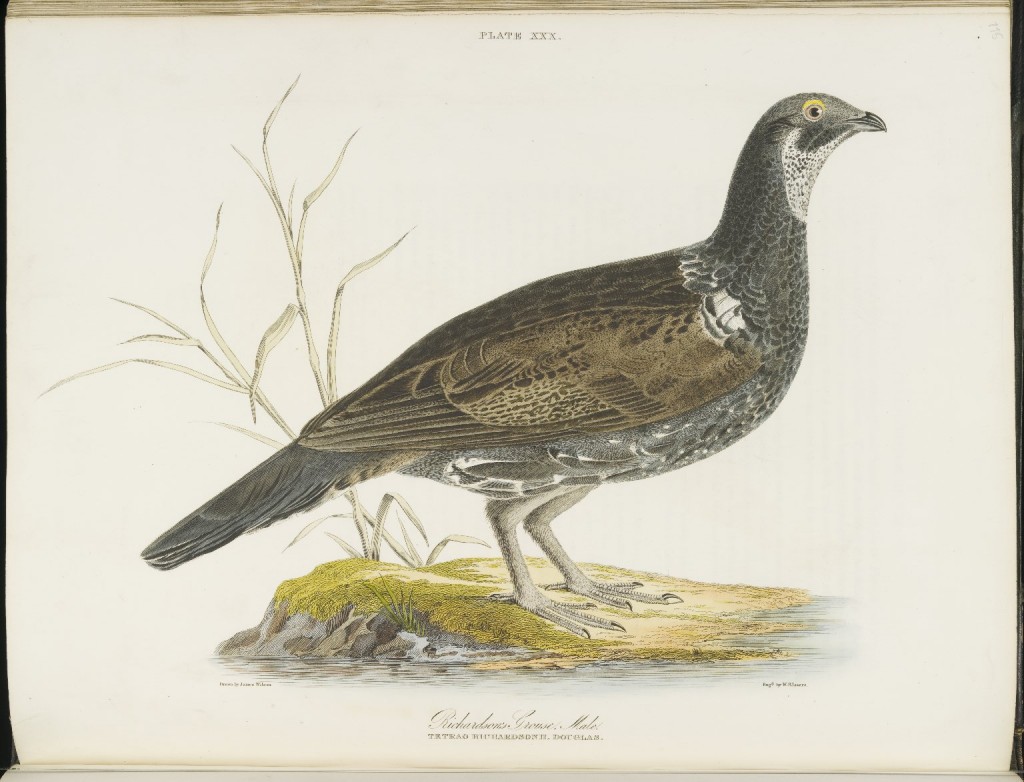 Richardson's Grouse, Male.