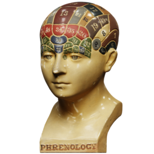 Picture of a cast of a human head showing different areas believed to be important in the pseudoscience of phrenology